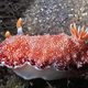 Illustration for article titled Striking Photographs Of Sea Slugs Expose The Alien World Under the Sea